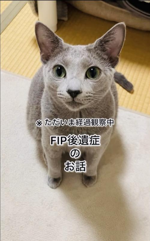 カーペットに座るロシアンブルー