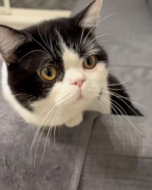 見上げる猫