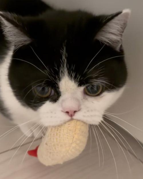耳を下げる猫