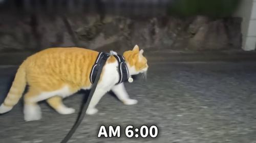 散歩する猫
