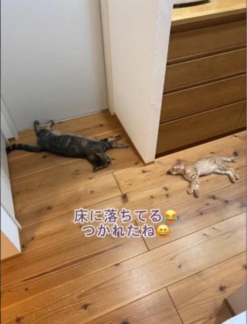 寝落ちる2匹