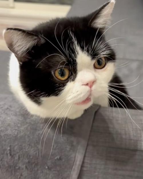 鳴く猫