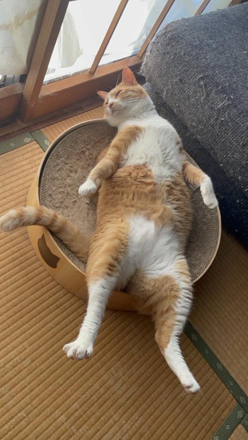 猫用ベッドに仰向けになって足を伸ばす猫