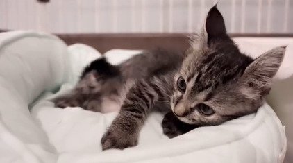 イカ耳の子猫