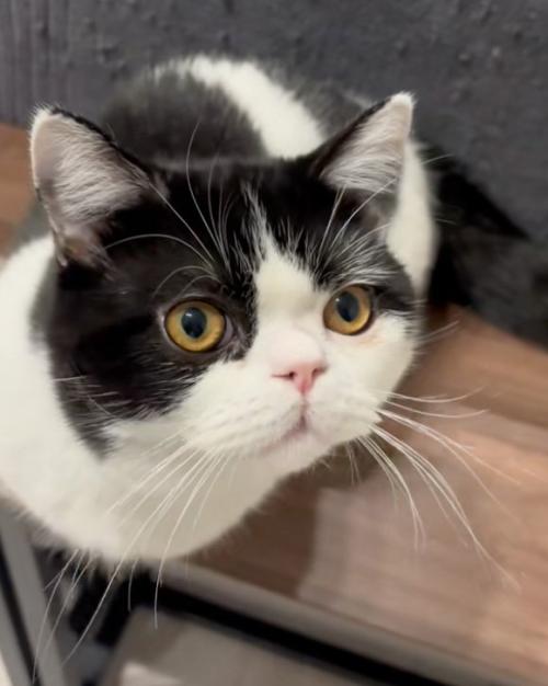 見つめる猫
