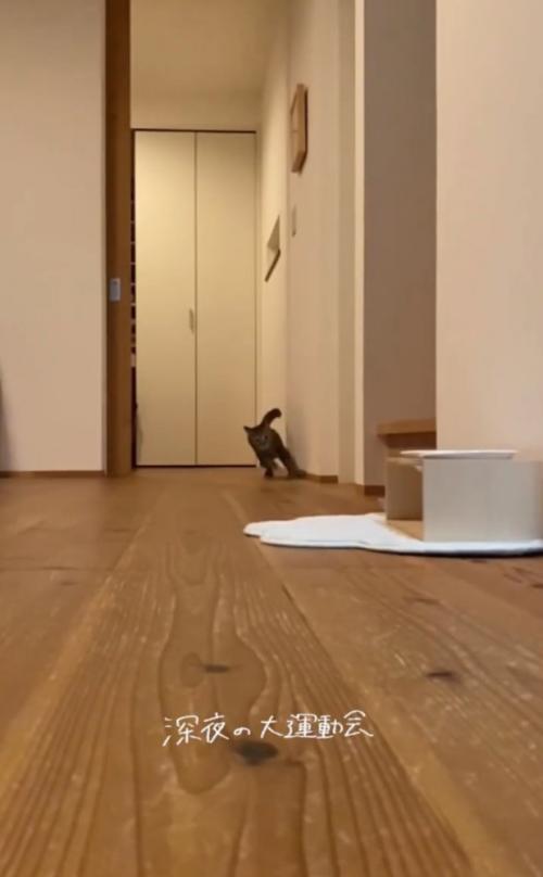 部屋を走り抜けるネネちゃん