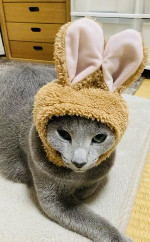 うさぎの被り物を被ってカーペットに座るロシアンブルー