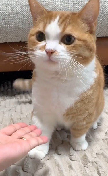 座っている猫