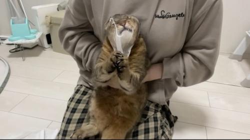 ネット引っ張り