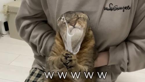 ネット引っ張り(アップ)