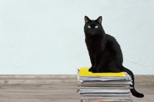 新聞束の上に乗る猫