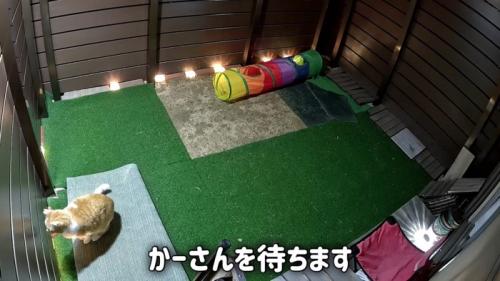 外にいる猫