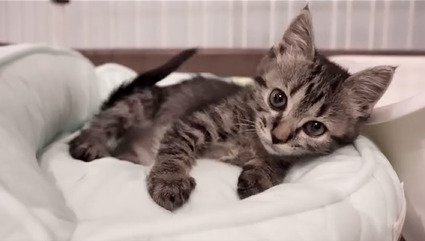 横になる子猫