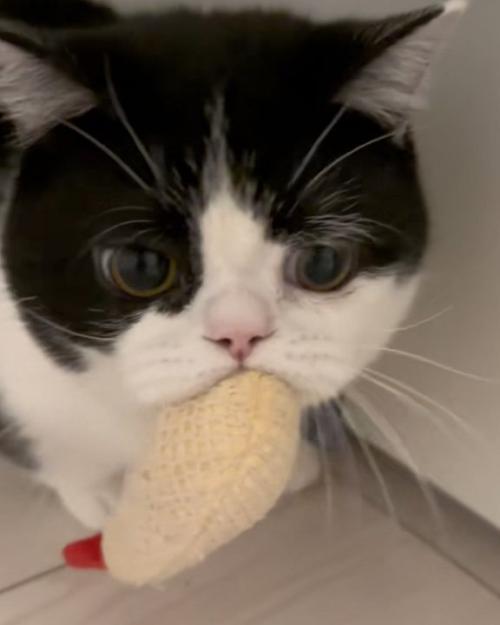 見つかった猫