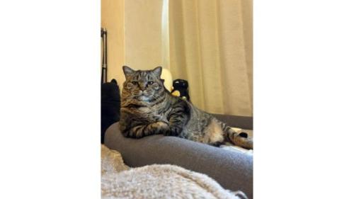 室内にいる猫