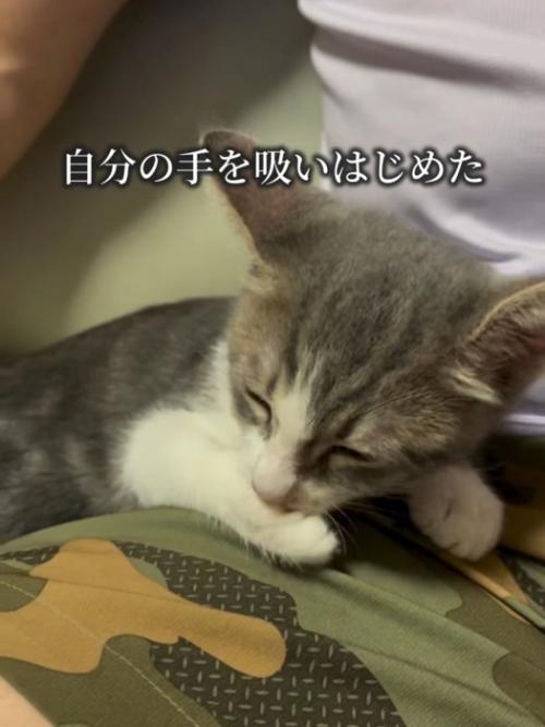 肉球を吸う猫