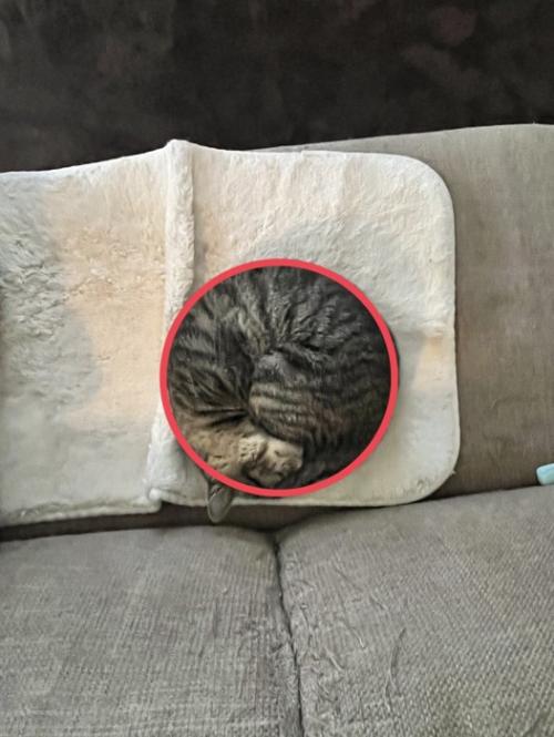 赤い円で囲まれた猫