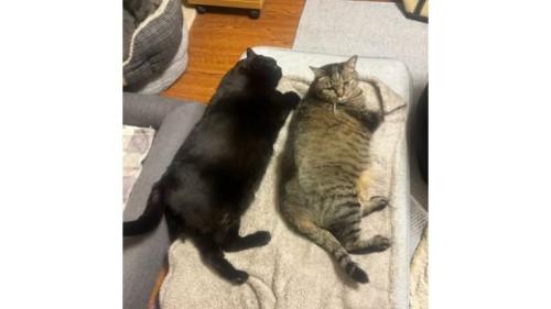 室内にいる猫