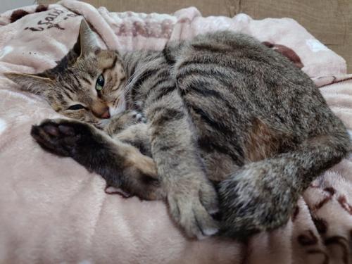毛布の上に横になる猫