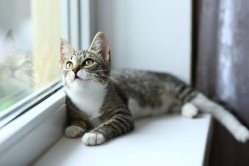 窓辺でくつろぐ猫