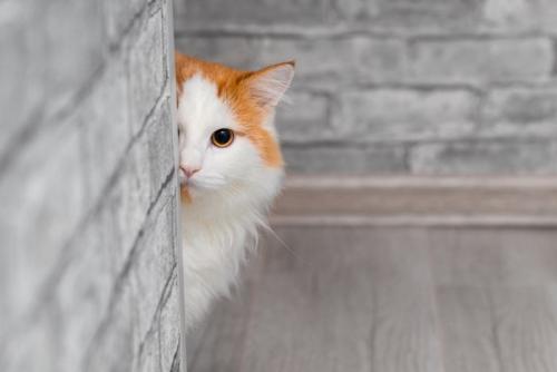 陰から覗く猫