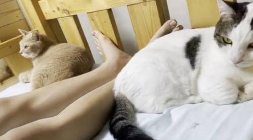 ベッドで人間の隣に座っている猫達