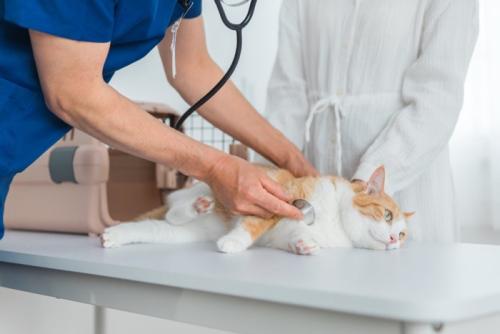聴診される猫