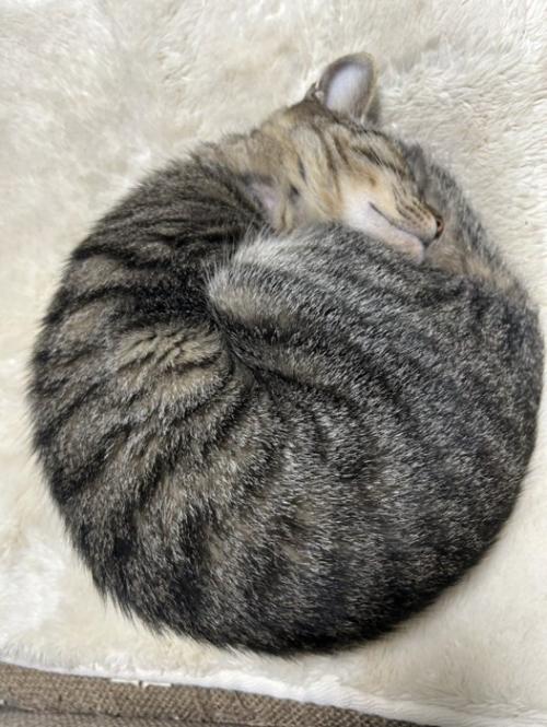 手足をお腹にしまって丸まる猫