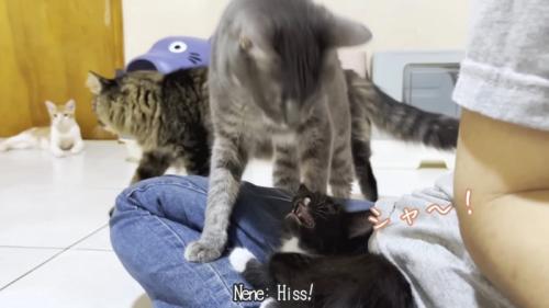 威嚇する子猫