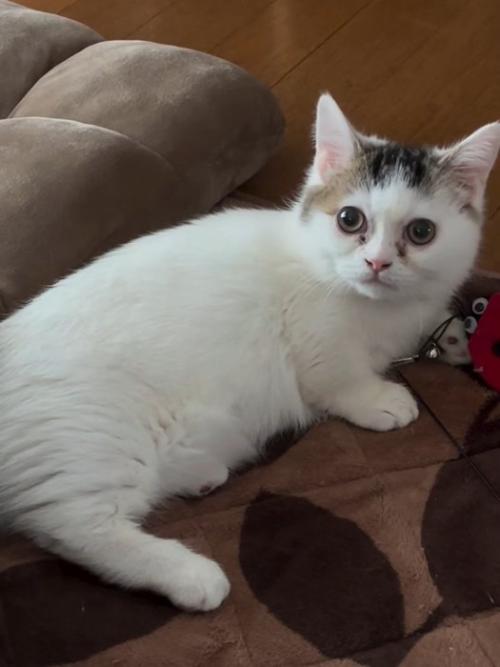 寝そべる子猫