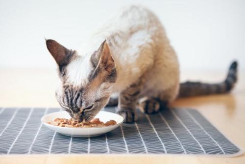 ご飯を食べている猫