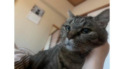 室内にいる猫