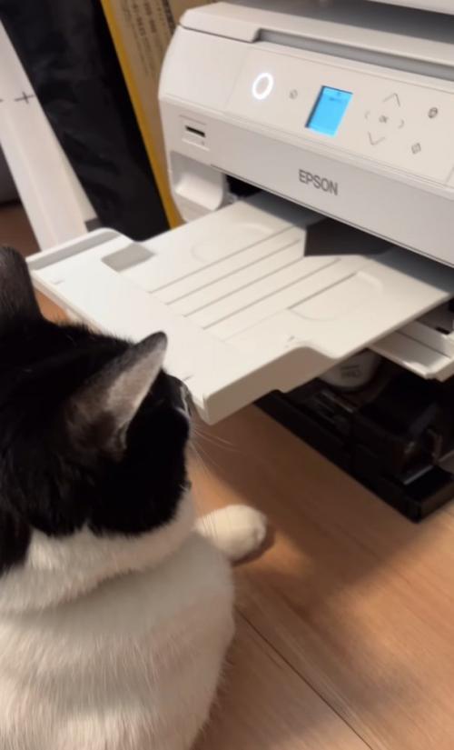 プリンター前に座る猫2