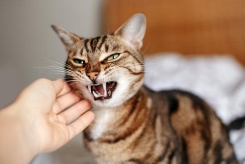 人に触られて威嚇する猫