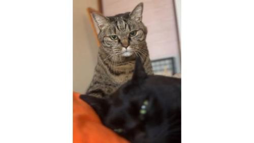 室内にいる猫
