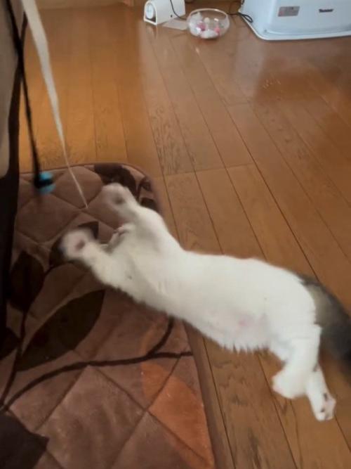 仰向けの子猫