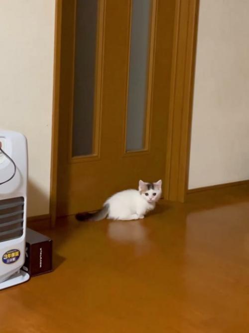 振り向く子猫