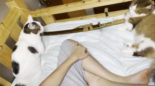 ベッドに寝転がっている猫と人間