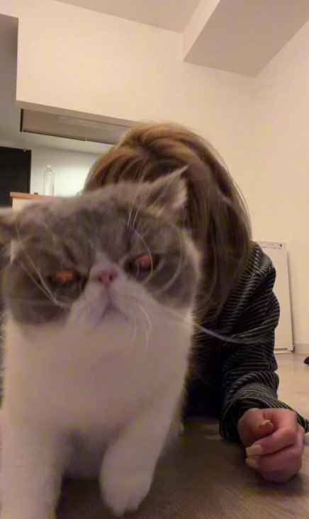 怒っている猫