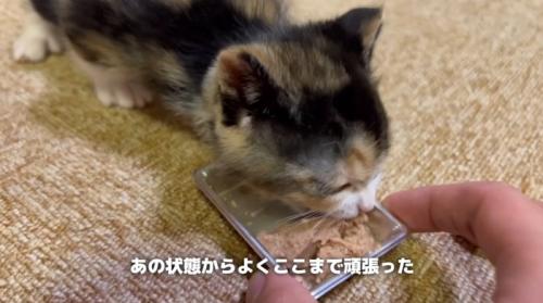 えさを食べている子猫