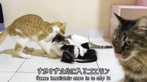子猫にじゃれる成猫を止める茶白猫