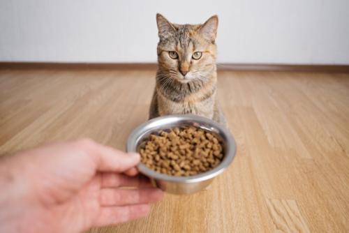 お座りしてご飯を待つ猫