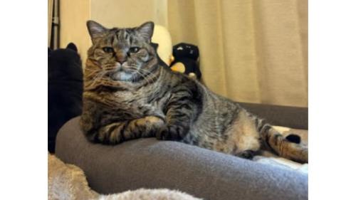 室内にいる猫