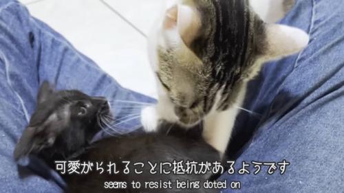 イカ耳の子猫