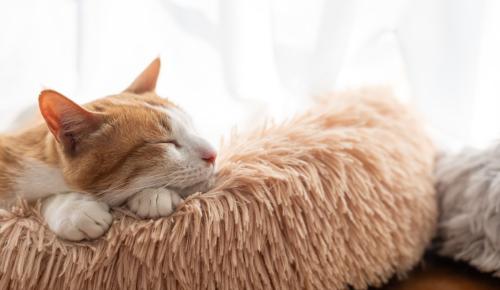 眠る猫