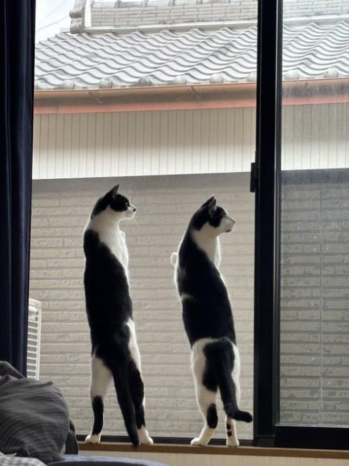 窓の外を眺める猫2匹の後ろ姿2