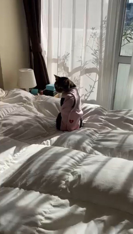 窓辺に座る猫