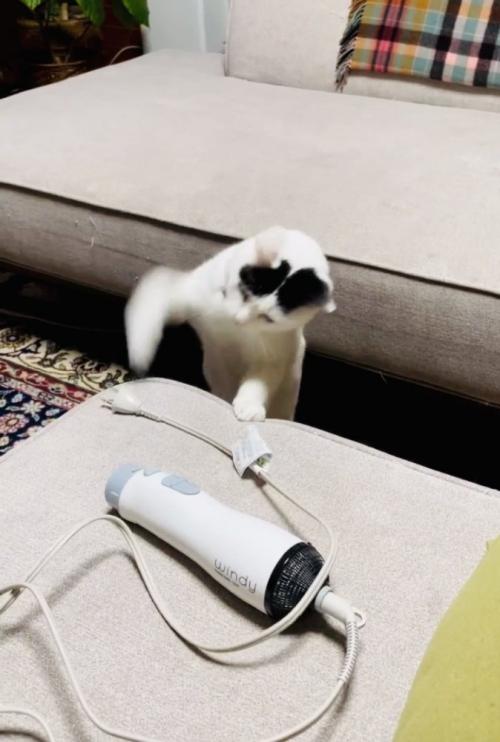 ドライヤーのコンセントにパンチする三毛猫