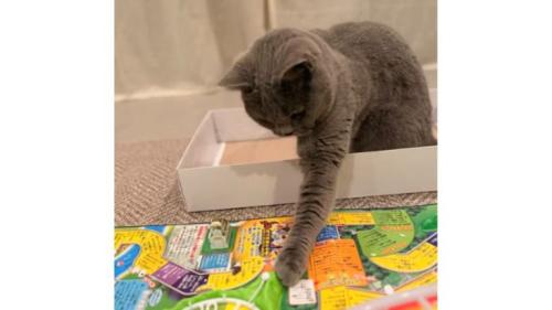 室内にいる猫