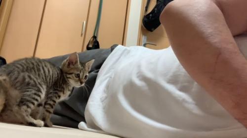 人の隣に座る子猫